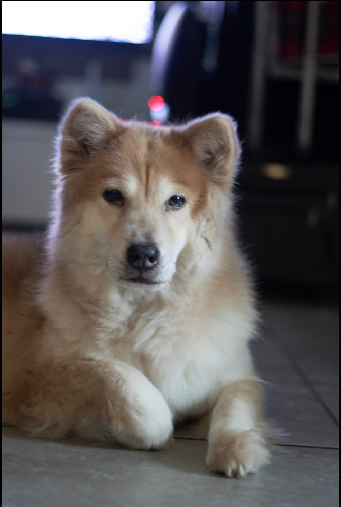 Meet Sasha: The Shiba–Akita Star Who Runs Our House (and Our Heart)