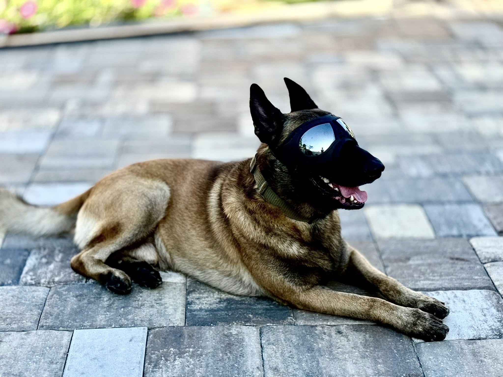 Meet Elliot: The Heartbeat of our Home: Loyal, Intelligent with a Powerful Personality