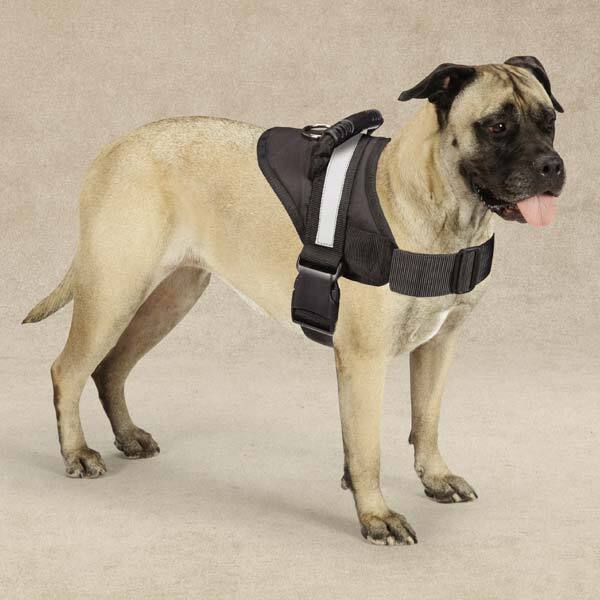 More Control, Less Pulling—Excursion Dog Harness M